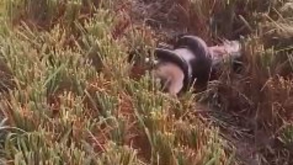 Giant python kills jackal in paddy farm in Pilibhit