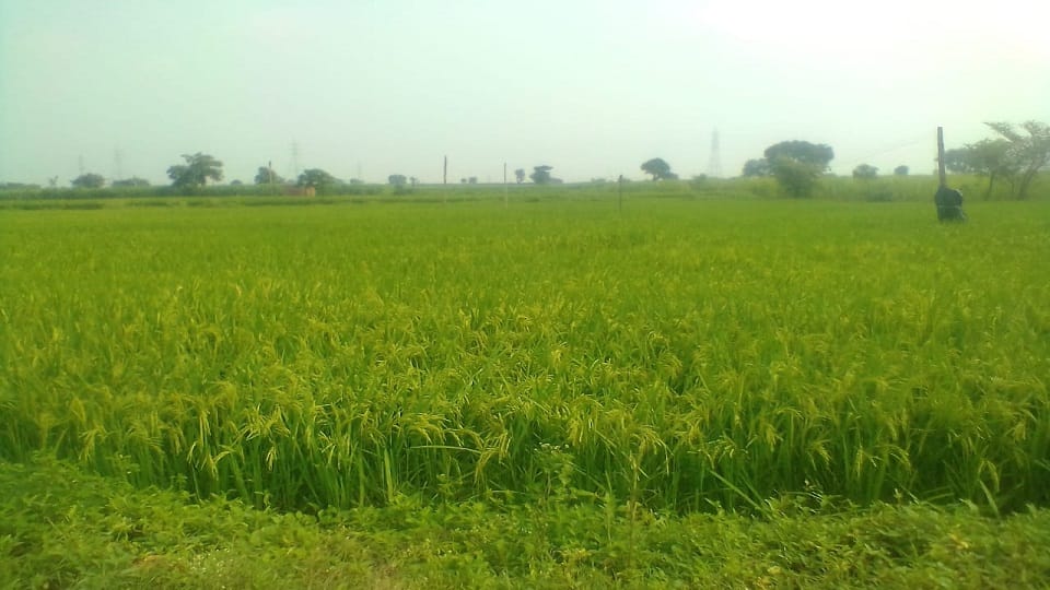 Irrigation facilities will be expanded in Kabirdham