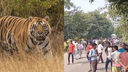 Tigress attacks villager forest watcher saves his life in Pilibhit