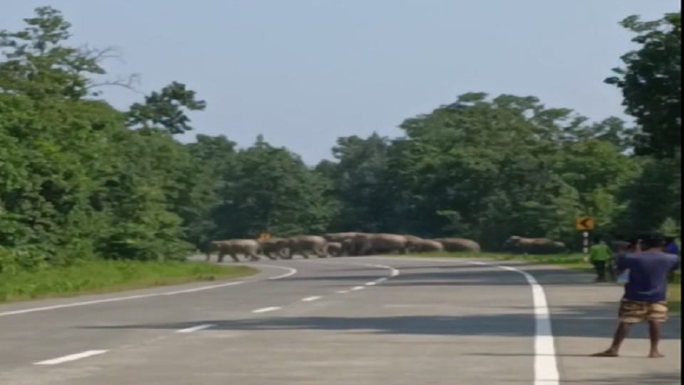 herd of 47 elephants blocked National Highway in Korba