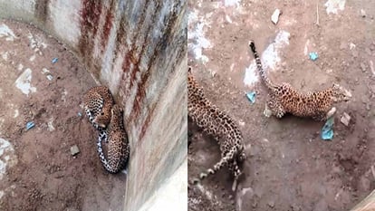 Two leopards were trapped in an empty tank for three hours, rescued safely by breaking the wall with JCB