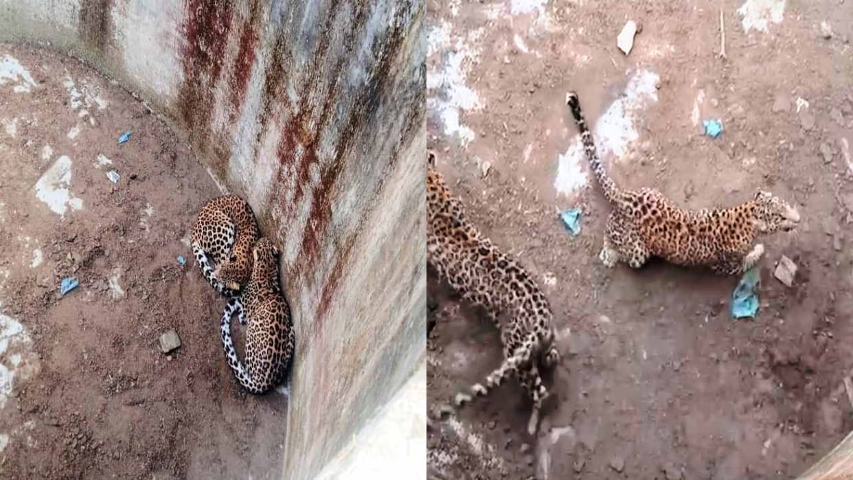 Two leopards were trapped in an empty tank for three hours, rescued safely by breaking the wall with JCB
