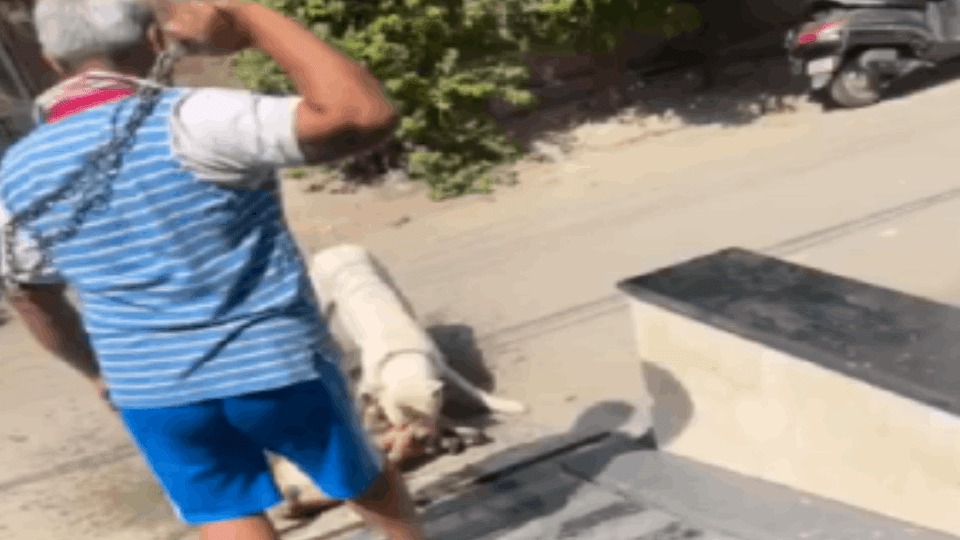 Noida Police registered a case against pitbull owner
