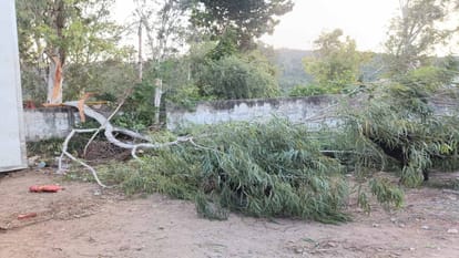 Solan News: नालागढ़ में पेड़ टूटने से चार गाड़ियां क्षतिग्रस्त Four vehicles damaged due to breaking of tree in Nalagarh