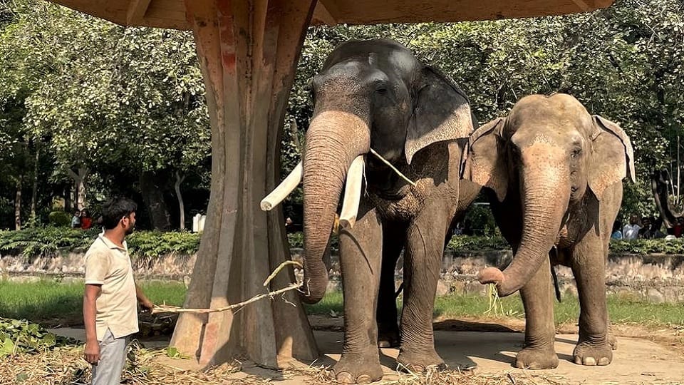 Diet of Delhi zoo's wildlife changed in view of winter