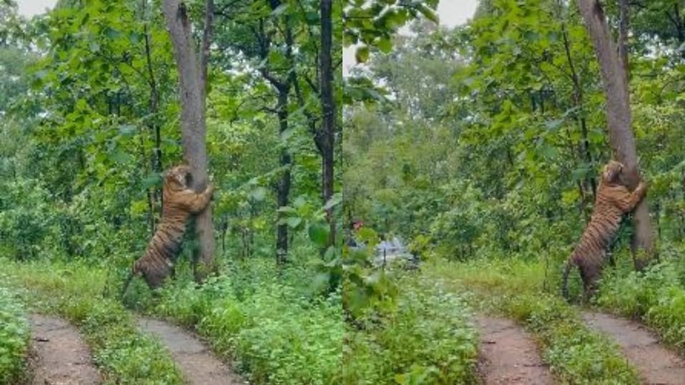 tiger climbing tree in Pilibhit Tiger Reserve see video