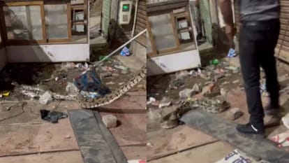huge python was sitting in counter in front of wine shop in Agra Cobra team rescued and caught it
