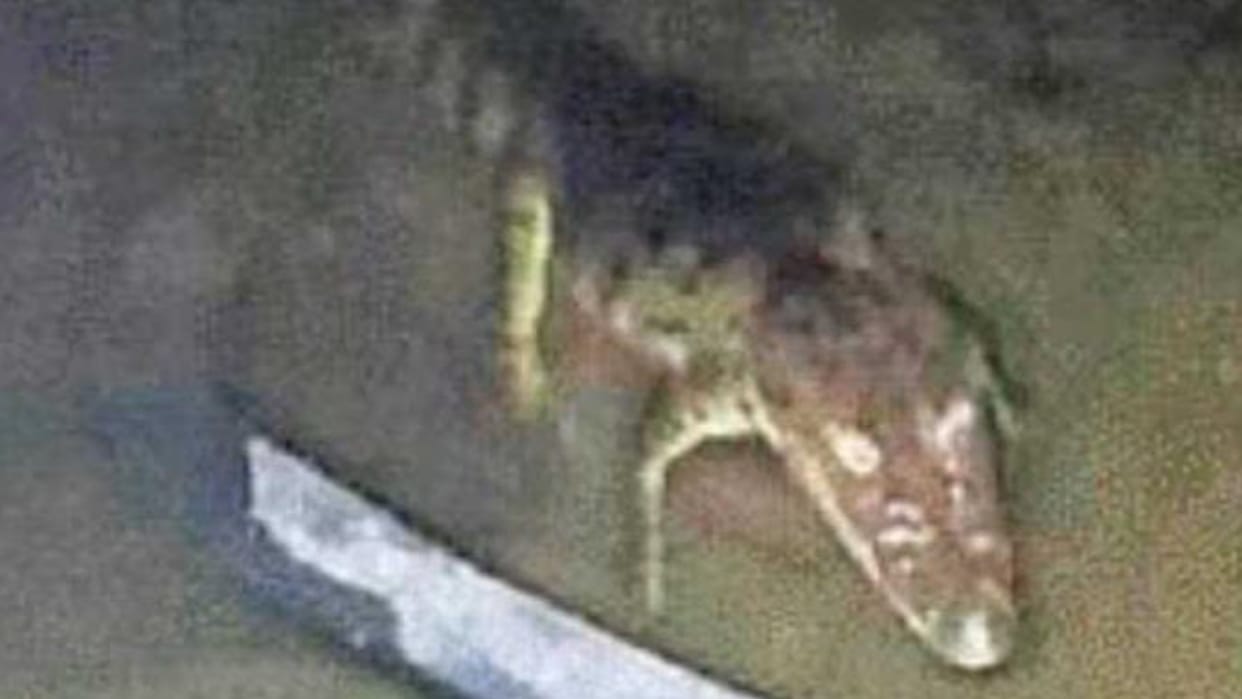 A crocodile in a house of Katarniaghat in Bahraich.