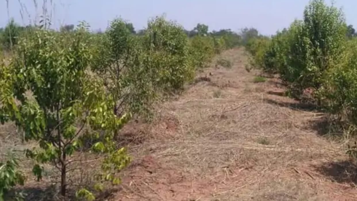 Chhindwara News: Thieves cut down sandalwood trees in SAF campus and took them away