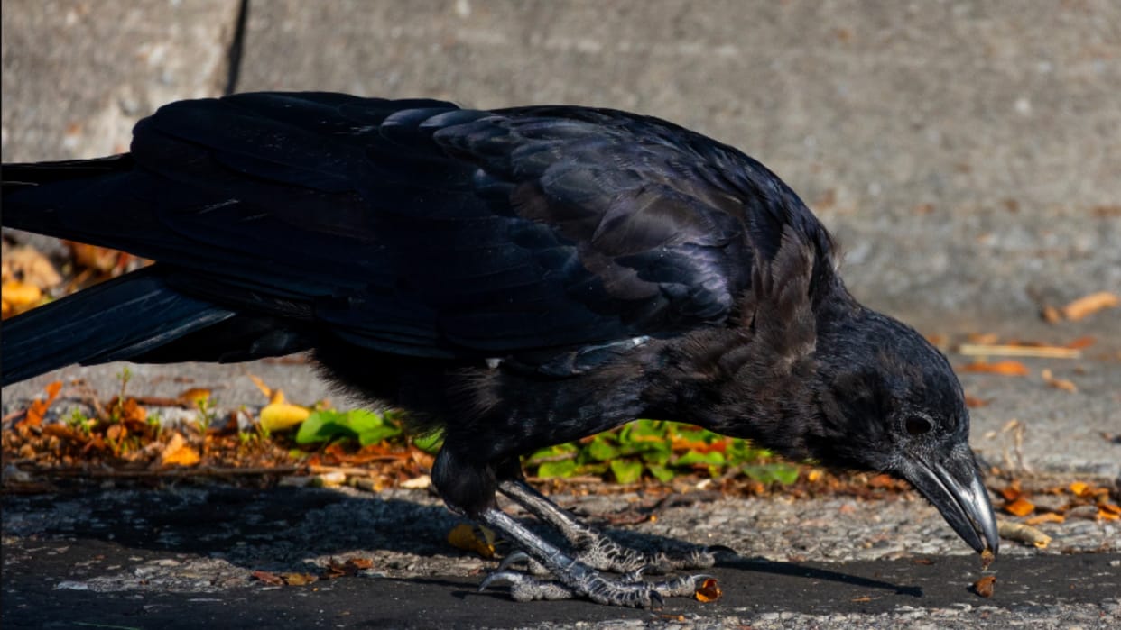 Exclusive: Crow species in danger due to pesticides and poisonous water, shocking revelation in research