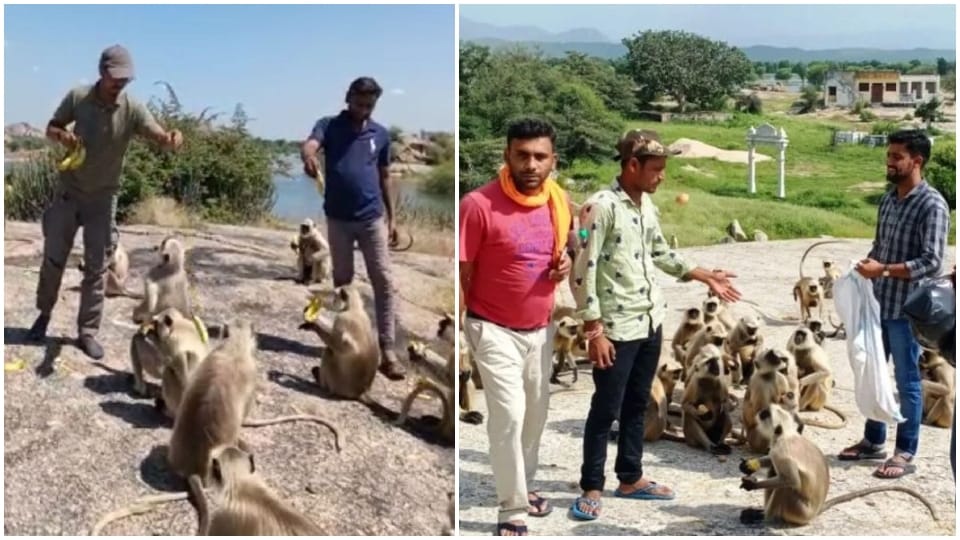 Many monkeys stranded for 48 days surrounded by water in Pali villagers delivering food by boat