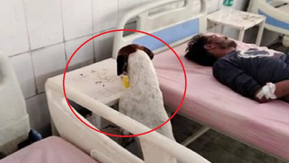 Video Viral: Dog entered ward of Moradabad District Hospital, drank water kept patient table