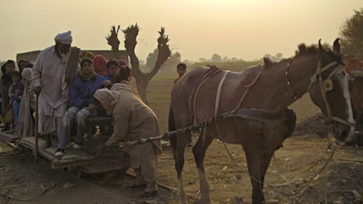Horse train pakistan ganga ram started in faisalabad ghoda train pakistan