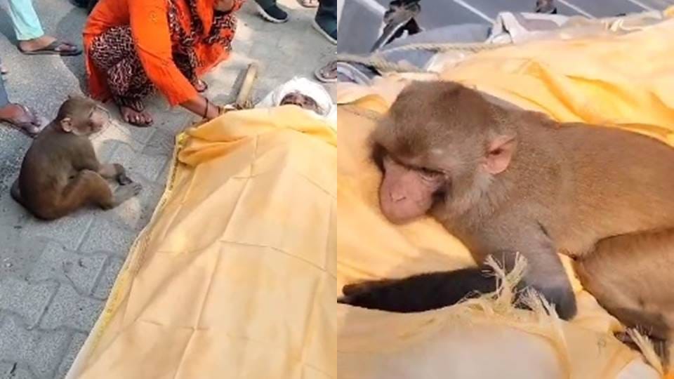 monkey hugged the chest and bid last farewell to the old man