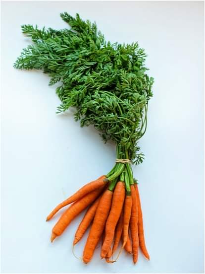 Carrot