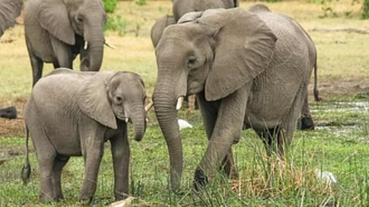 Elephant group came from Nepal and returned in kushinagar