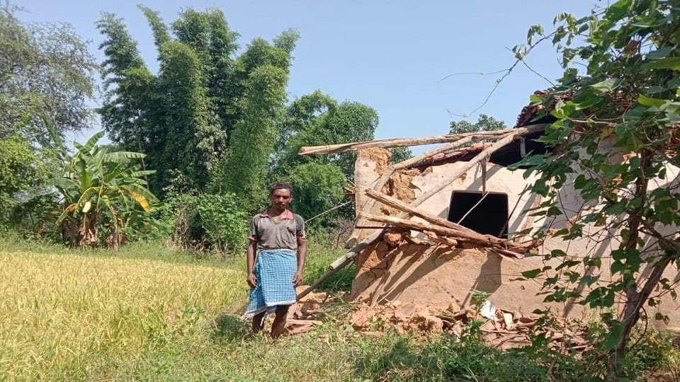 Elephants trample farmers crops and demolish houses in Korba