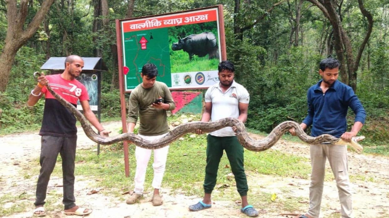 12 feet long python came out of  forest and reached village at kushinagar