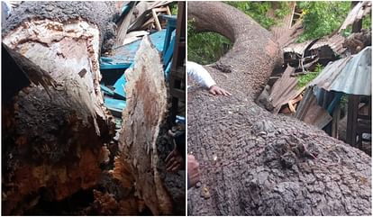 Major accident averted in Varanasi Giant Neem tree fell in court premises created panic among lawyers