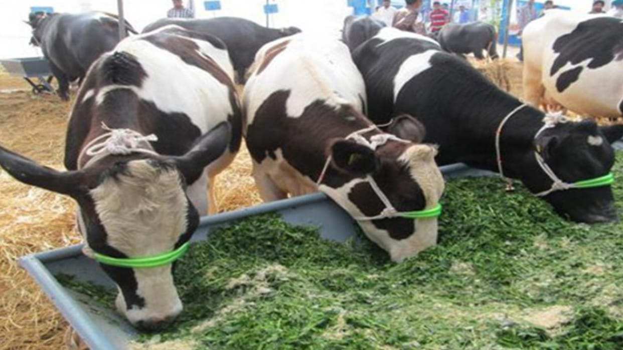 More than 50 percent dairies are illegal, will be thrown out, Municipal Corporation served notice