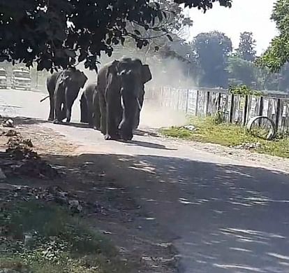 Elephants Herd entered Haridwar BHEL area created chaos people started making videos