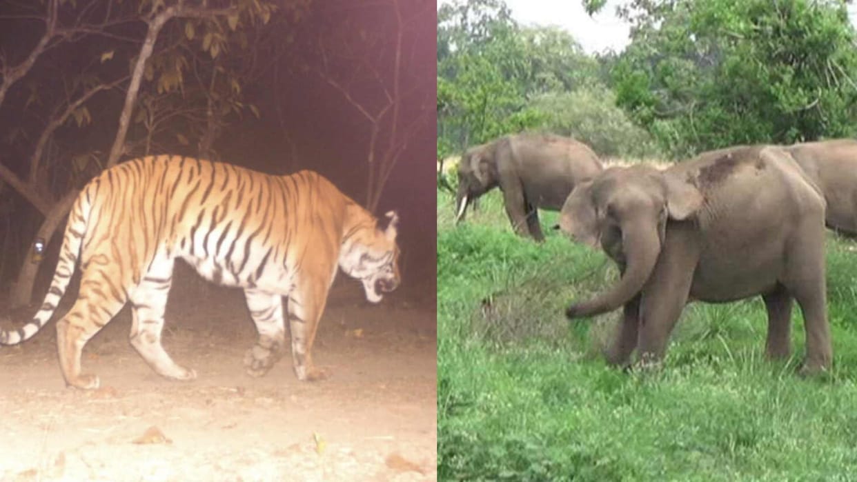 When angry elephants went to Nepal tiger seen on road increased the heartbeat,