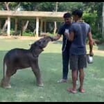 गौरी को दूध पिलाते दुधवा के कर्मचारी