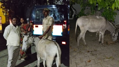गधों के लिए थाने में पंचायत: पहले आगरा पुलिस ने ढूंढे चोरी हुए दो गधे...फिर लगी चौपाल, घंटों चला ड्रामा Two parties created ruckus in thana for lost donkeys in Agra Police took decision through Panchayat