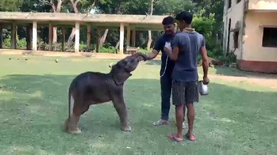 Dudhwa Tiger Reserve adopted baby elephant and named Gauri in Lakhimpur kheri