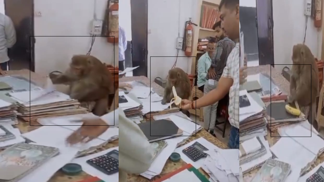 Saharanpur: After reaching Tehsil office monkey started looking for mistakes in the files, video viral