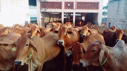 Cow herders will have to pay a fine of Rs 2,000 if they leave their cows abandoned.