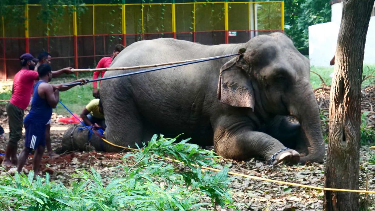 Mudumalai Tiger Reserve officials offer floral tributes to 58-year-old Magna elephant