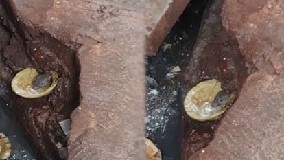 Rats dug up hollows in ground in Banke Bihari temple area in Mathura