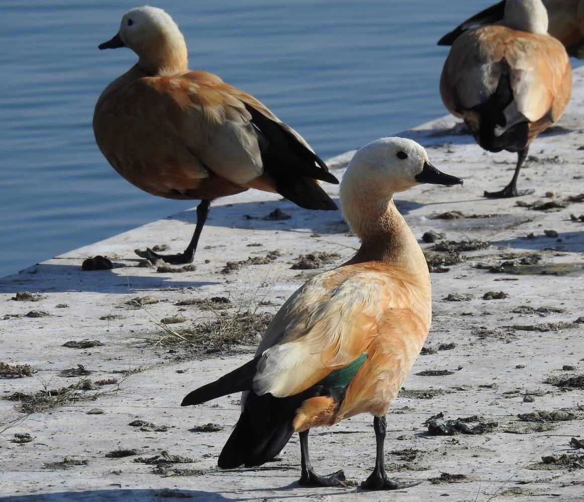Country first wetland Asan Conservation Reserve completes 18 years migratory birds Vikasnagar Dehradun