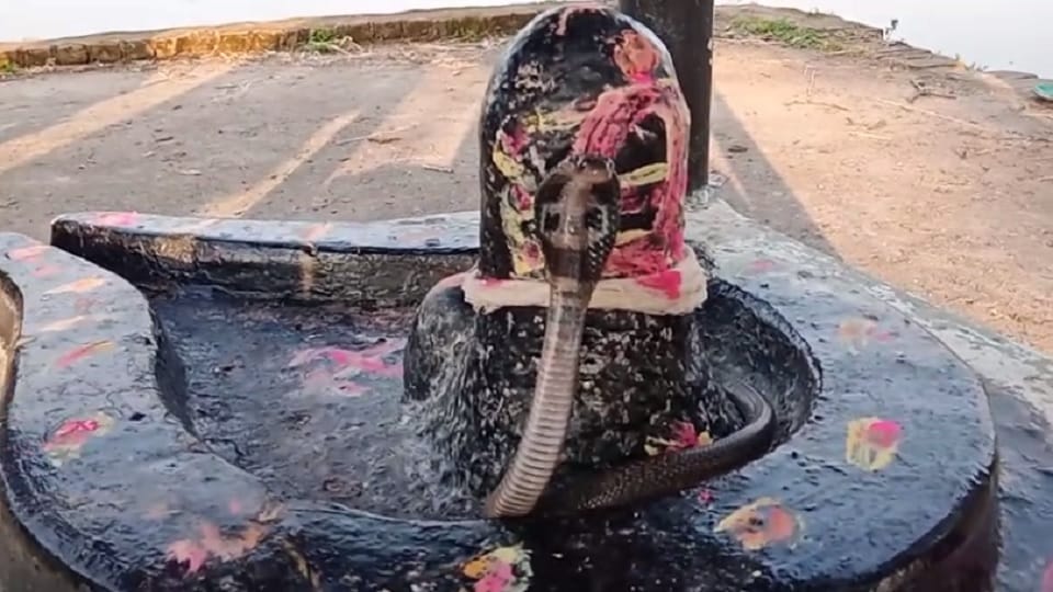 Cobra seen clinging to Shivalinga