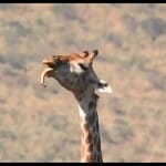 Jungle Ka Viral Video