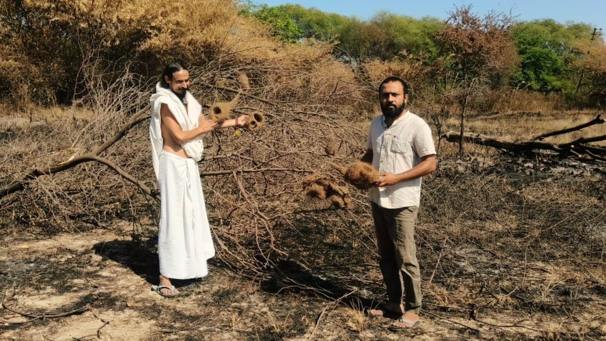Sonipat: Medicinal plants of Bani burnt to ashes, animals and birds harmed