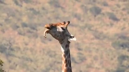 Jungle Ka Viral Video
