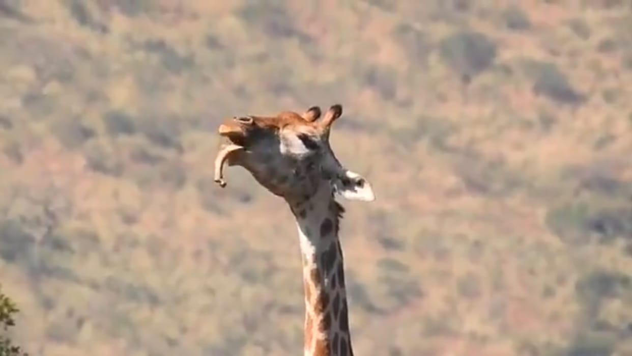 Viral Video: After Deer Chewing Snake Giraffe Is Seen Eating