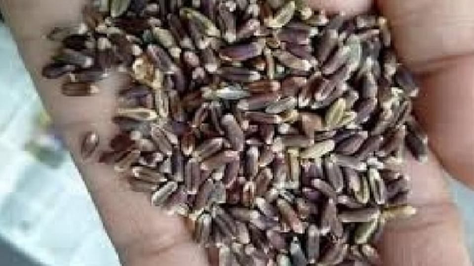 farmers is increasing towards cultivation of black paddy and black wheat in Bageshwar