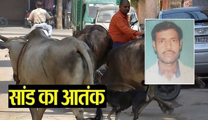 Bull attacked and killed by the system, Painter returning home attacked, death, three thousand cattle becoming