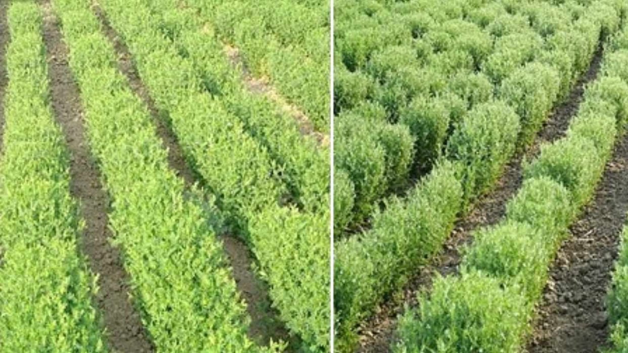 Lentil crop can be grown on saline land Scientists invented two new varieties
