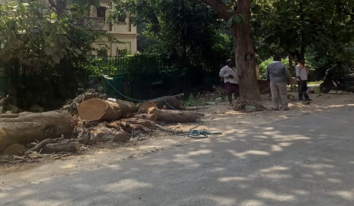 auction of green teak After theft of sandalwood tree in BHU in just Rs one lakh 77 thousand