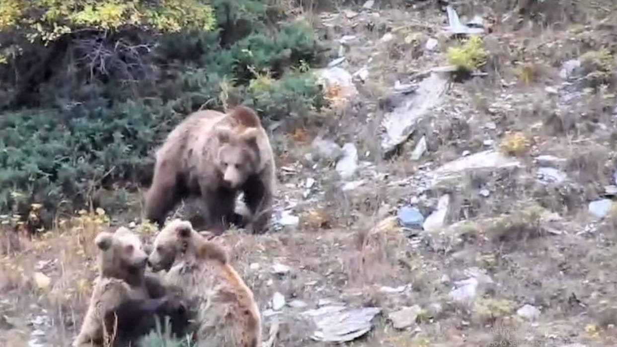 The mischief of the female bear and her cubs was caught on camera