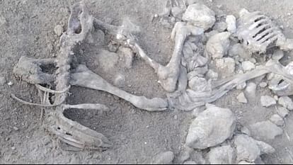 Remains and bones of cattle found in Chandpa