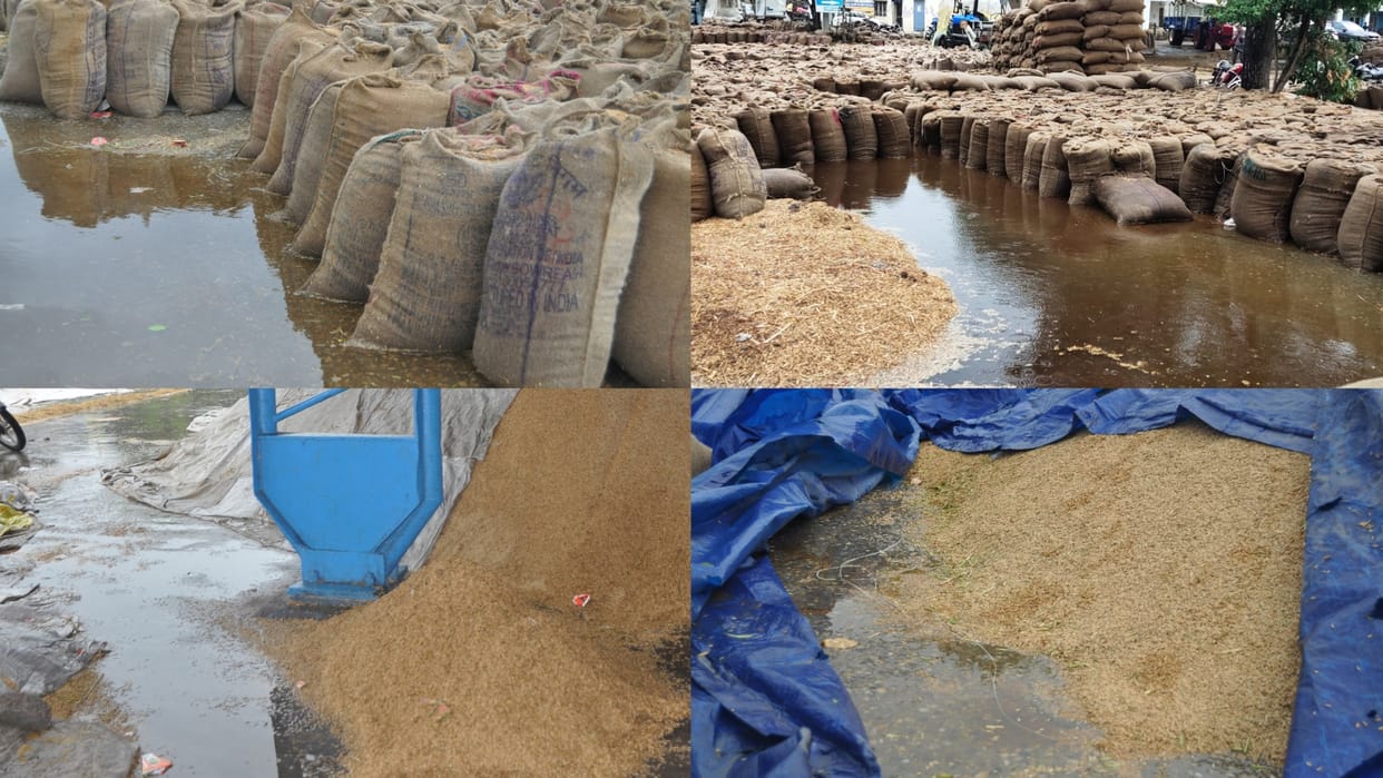 Double blow on farmers in Haryana: Paddy in mandis drenched due to rain, no purchase and lifting due to strike
