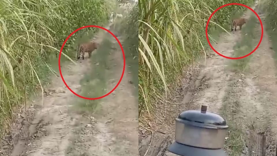 Sambhal: Leopard came front tractor driver in Gunnaur, video went viral