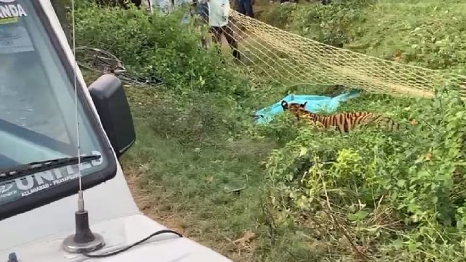 forest department team rescued the tiger near the village in Pilibhit