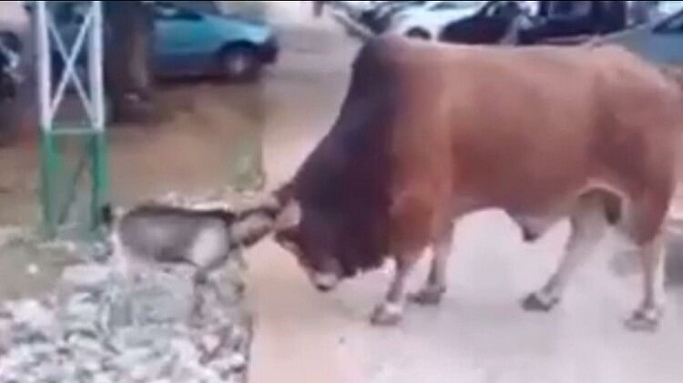 Goat Bull Fight Video: fight between goat and bull animal fight trending video