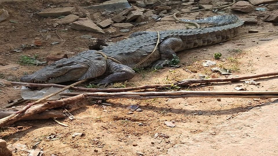 Crocodile attack in the middle of the night created panic in Korba